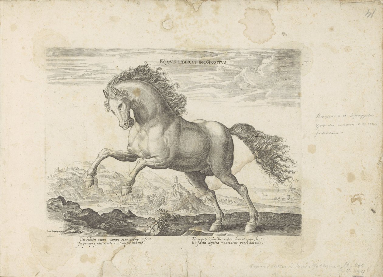 Wild horse by Anonymous