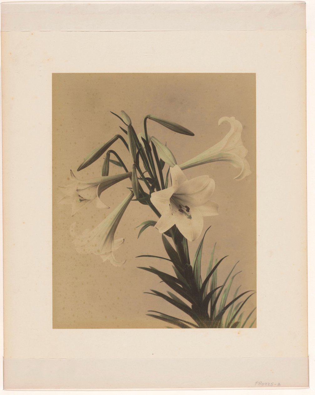 White Lilies by Anonymous