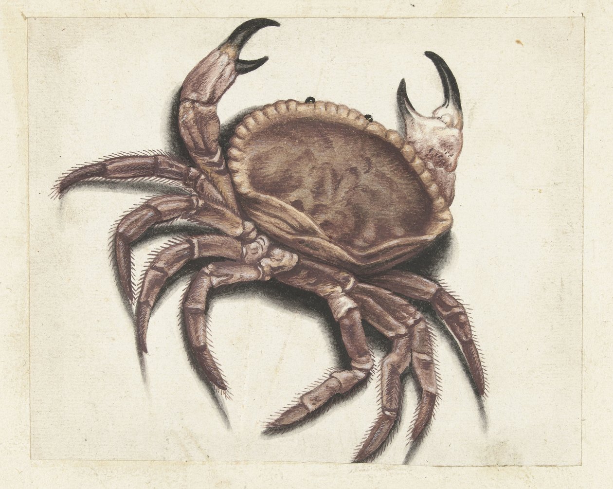 Sea Crab (Lombard Album) by Anonymous