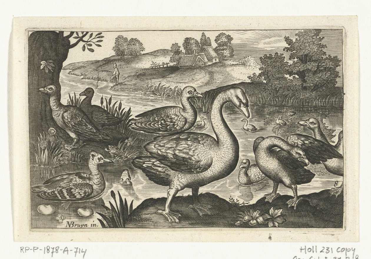Swan and Geese and Ducks by Anonymous