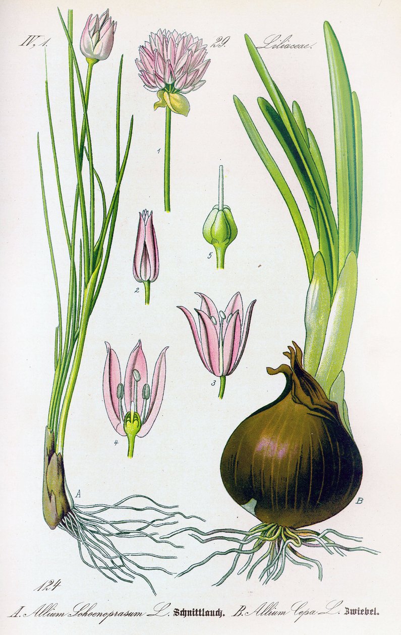 Botanical board: Allium schoenoprasum (chives) and allium cepa (onion). Plate 29. Private Collection by Anonymous Anonymous