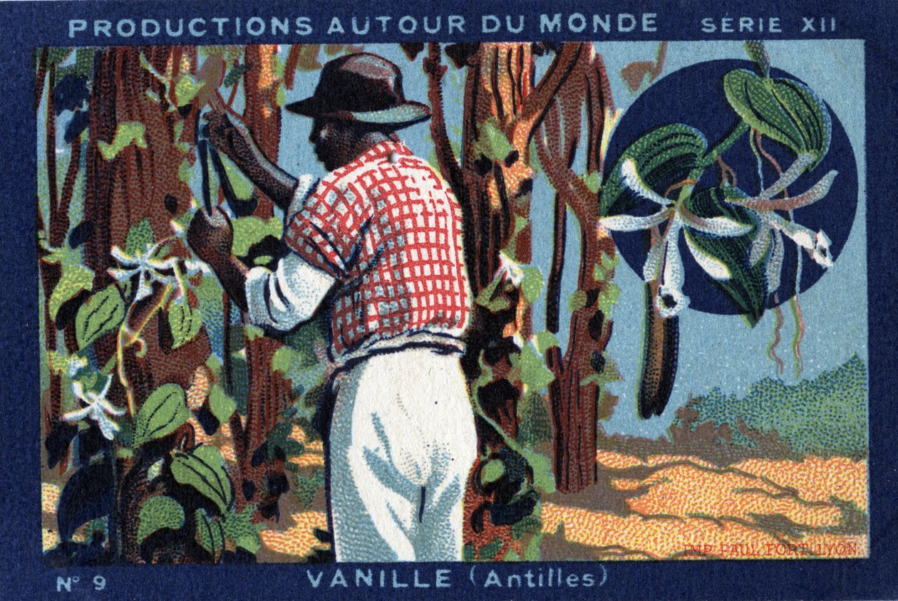 Productions Around the World: Vanilla in the West Indies by Anonymous Anonymous
