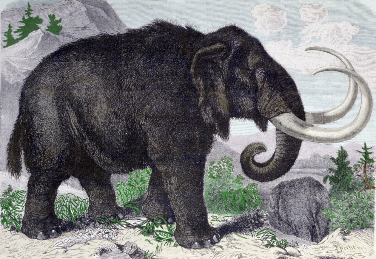 Representation of a Mammoth. Reconstituted after the discoveries of Adams, a member of the St. Petersburg Academy. Engraving from 1867 by Anonymous Anonymous