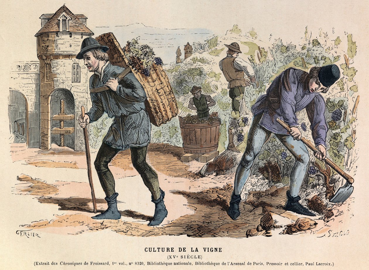 Vine cultivation in the 15th century - Viticulture by Anonymous Anonymous