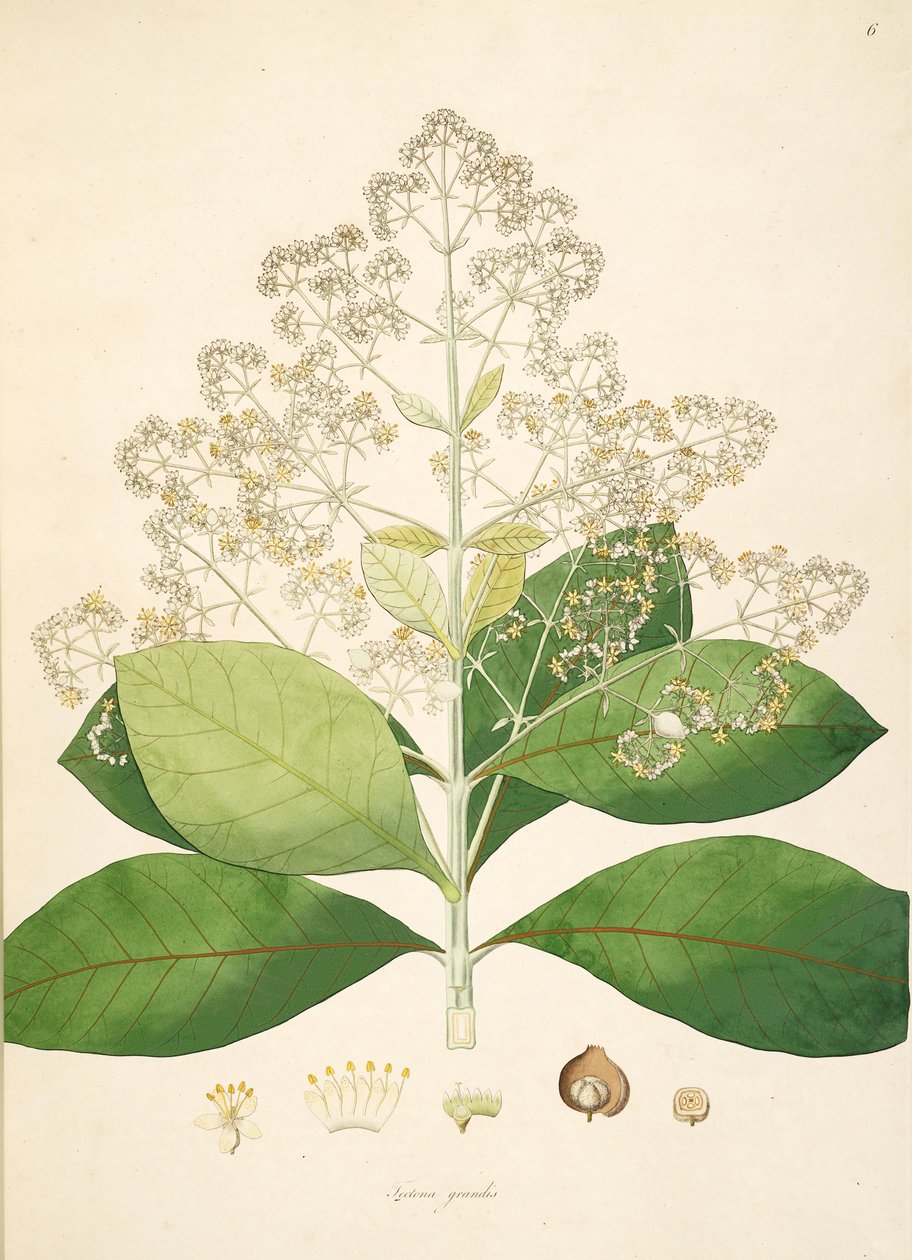 Illustration of Tectona grandis, Lamiaceae by anonymus