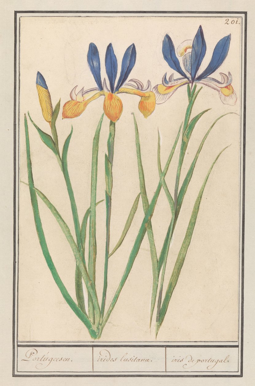 Blue-Yellow Iris (Iris sibirica) by Anselmus Boëtius de Boodt