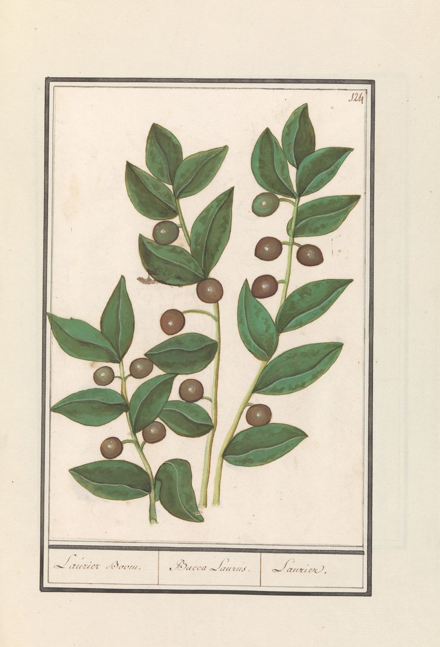Olive (Olea europaea) / Laurel Tree / Bacca Laurus / Laurel by Anselmus Boëtius de Boodt