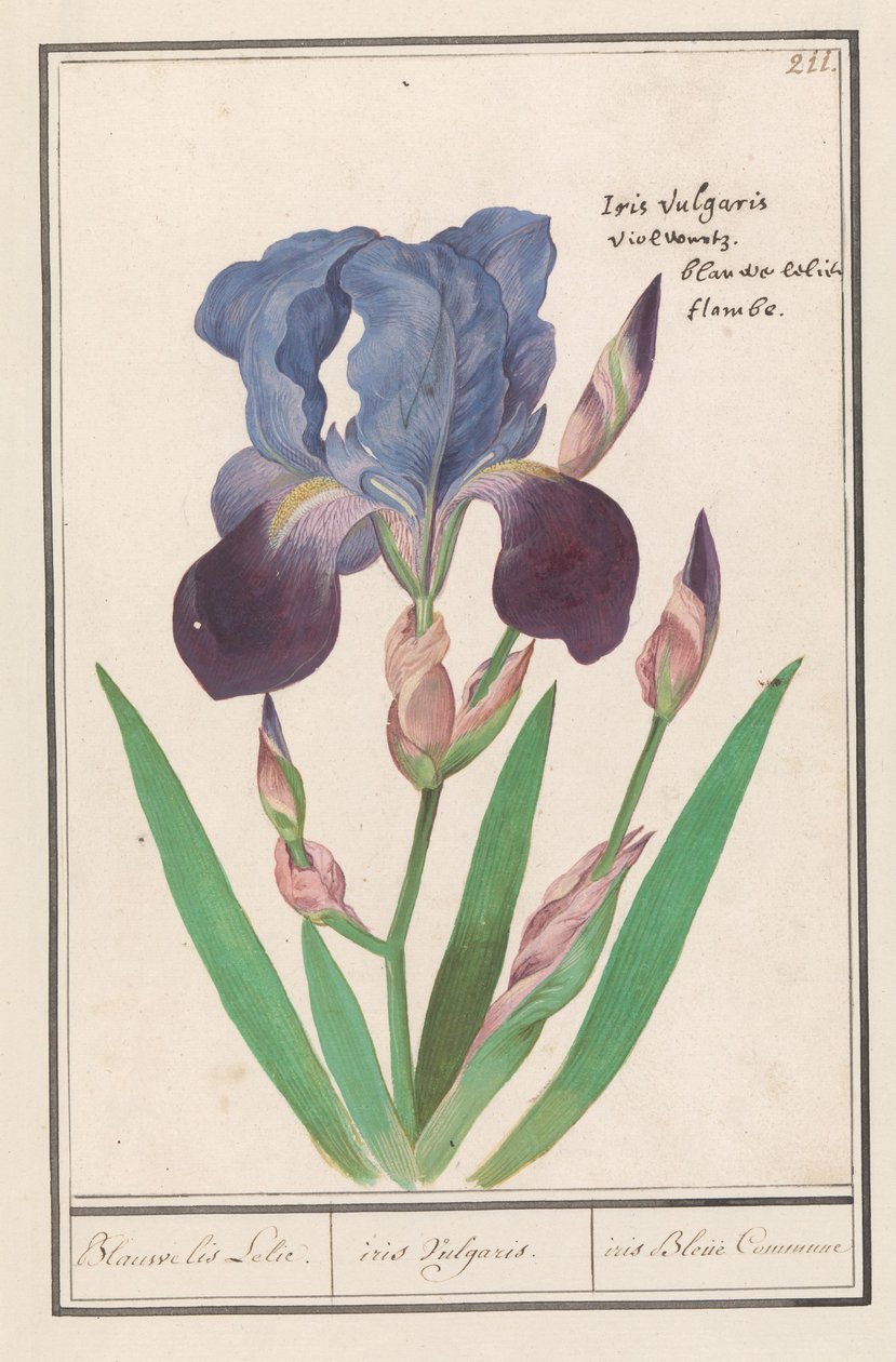 Purple Iris (Iris germanica) by Anselmus Boëtius de Boodt
