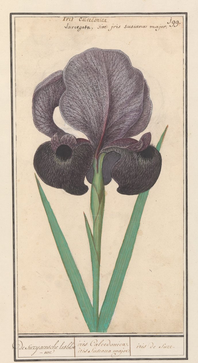 Mourning Iris (Iris susiana) by Anselmus Boëtius de Boodt