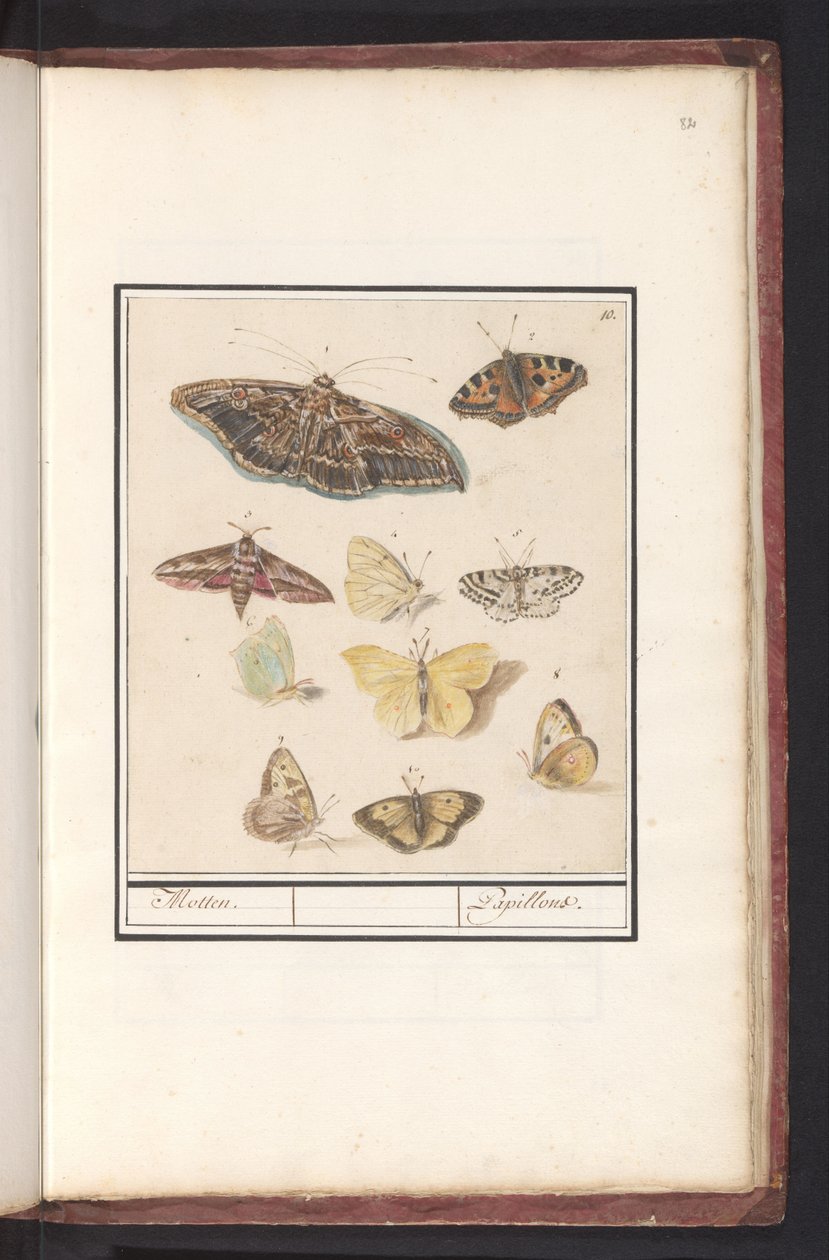Moths and Butterflies by Anselmus Boëtius de Boodt