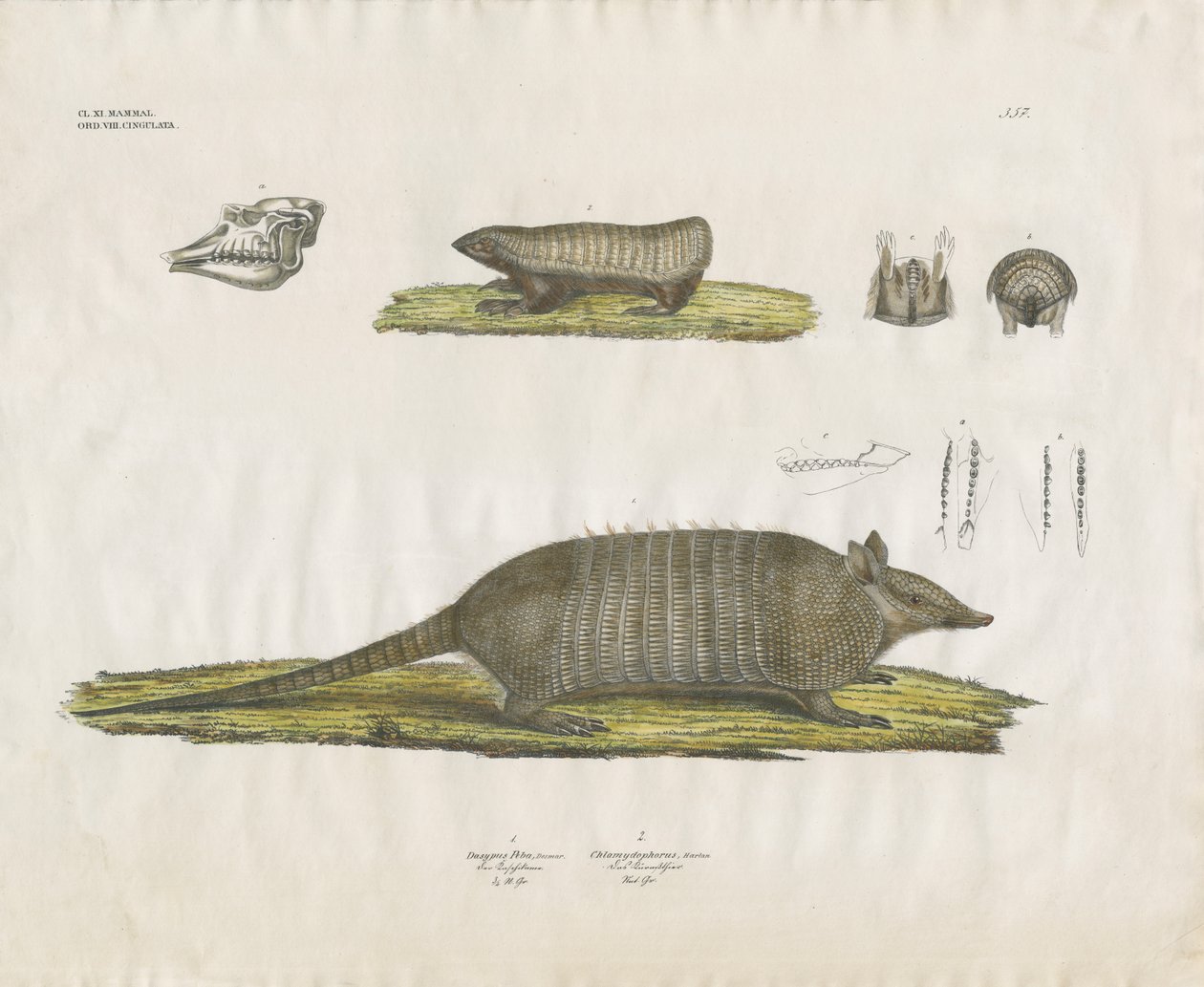 Armadillos with Skull and Dental Structures by Anstalt Arnz & Co.