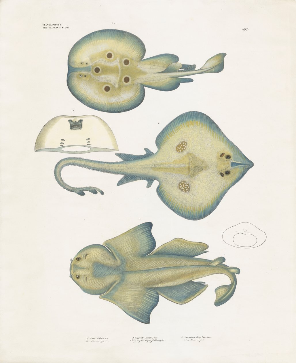 Ray Species from the Order Rajiformes by Anstalt Arnz & Co.