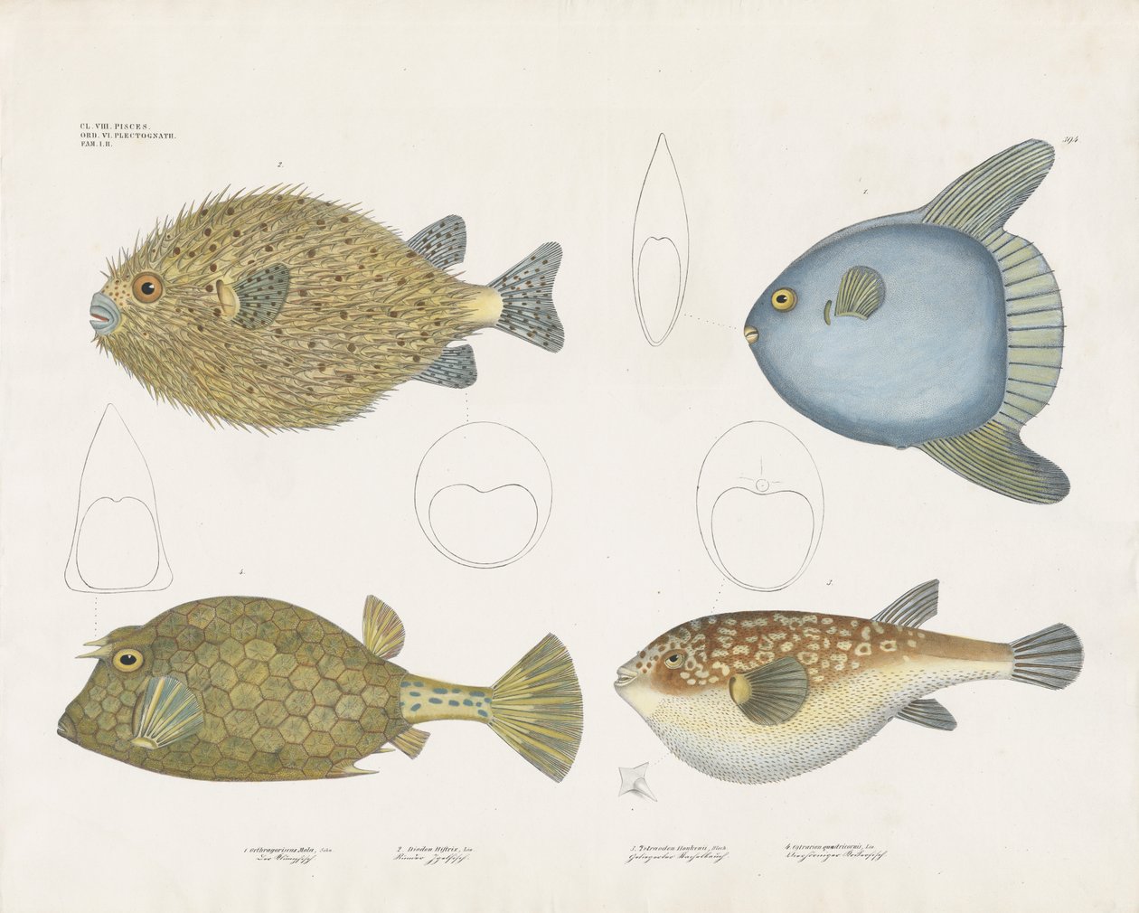 Various Pufferfish Species and Their Anatomical Features by Anstalt Arnz & Co.