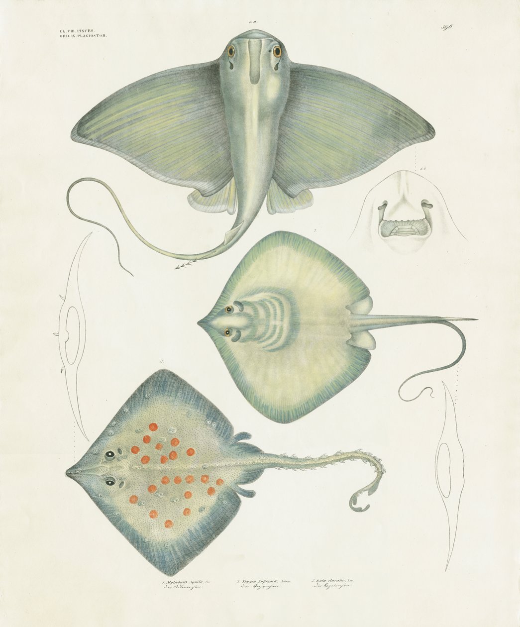 Various Ray Species with Anatomical Details by Anstalt Arnz & Co.