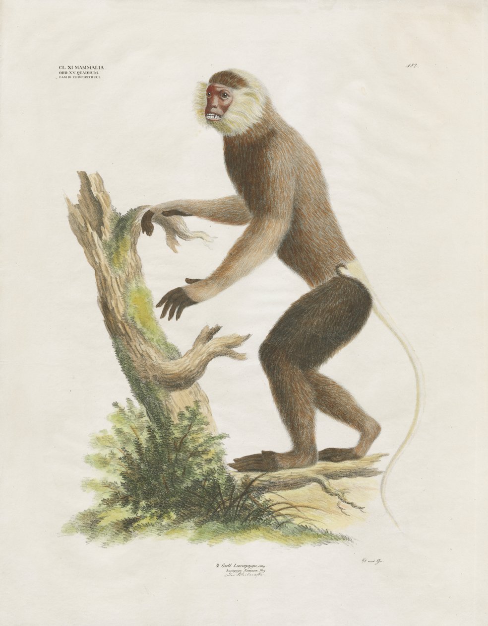 White-faced Capuchin on a Tree Trunk by Anstalt Arnz & Co.