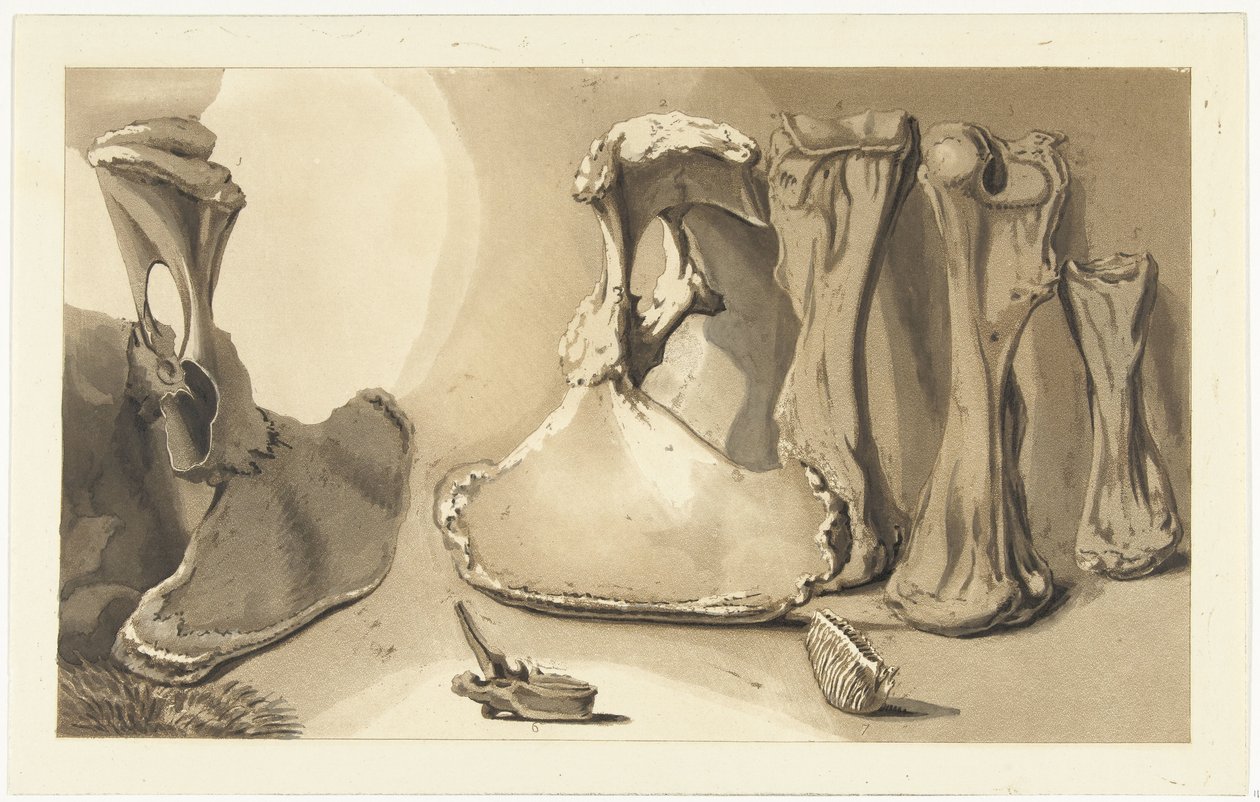 Washed up bones (Some bones thrown up by the breaking of the dyke at Loenen) by Anthonie van den Bos