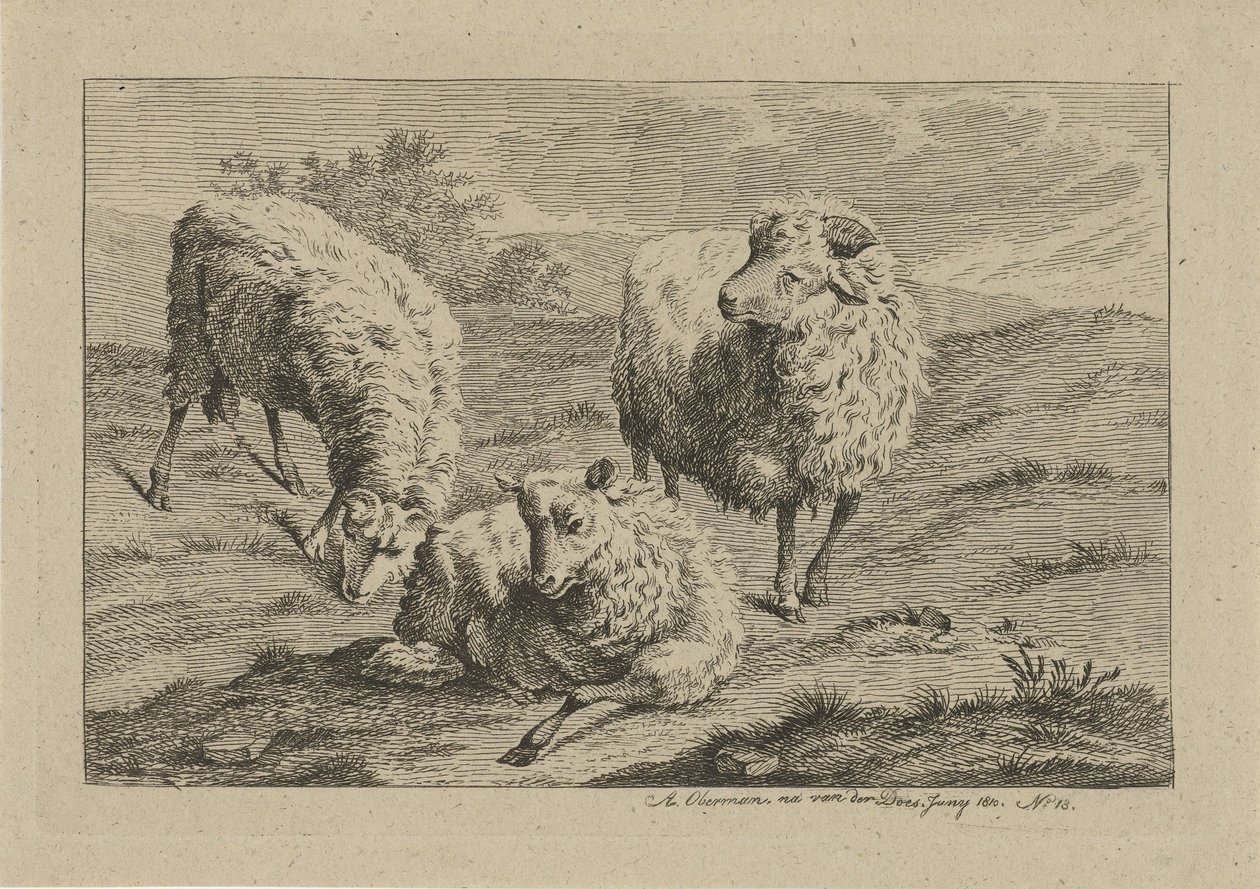Three Sheep by Anthony Oberman