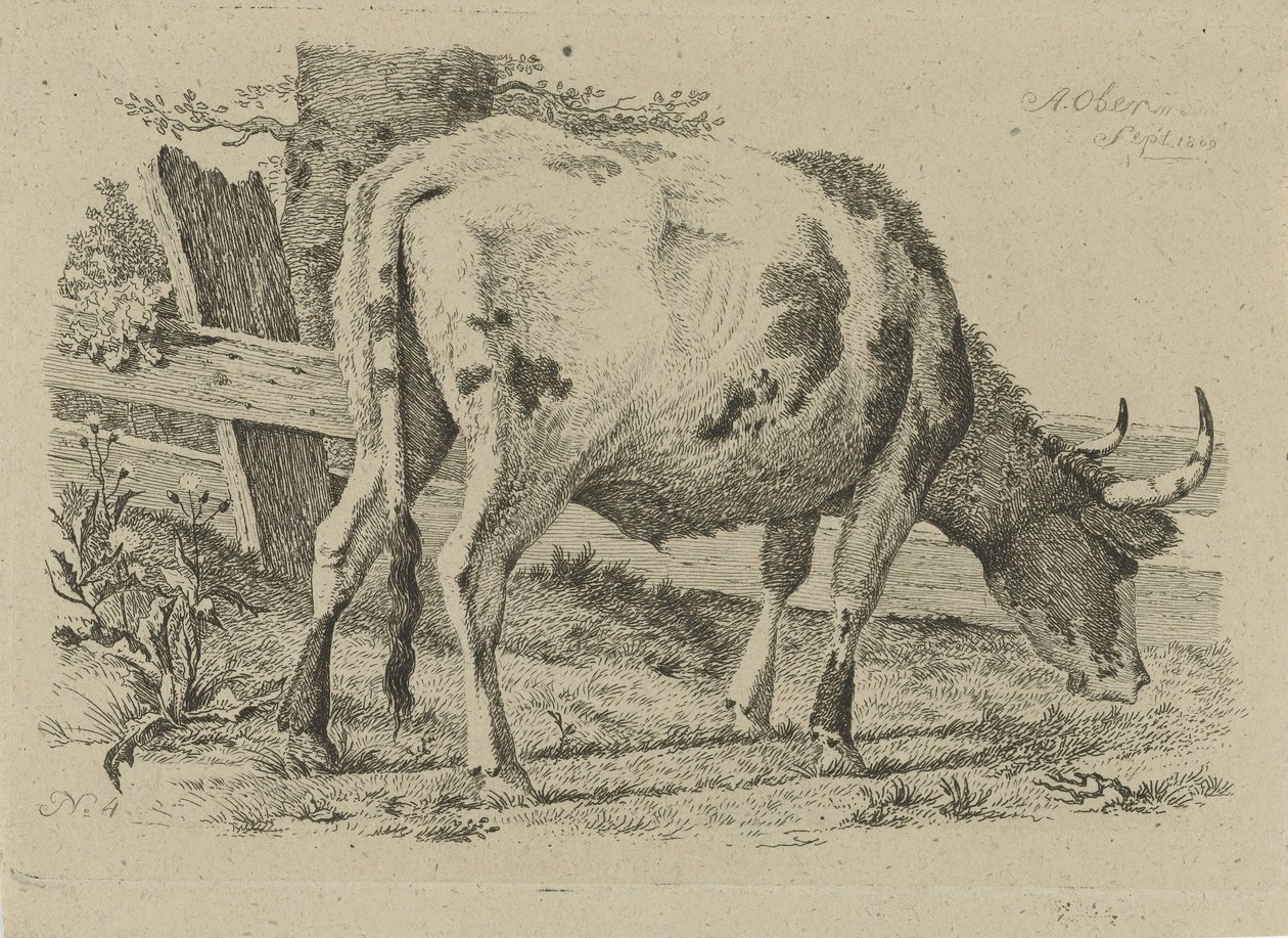 Grazing Cow by a Fence (Studies of Cows, Sheep, and Goats) by Anthony Oberman