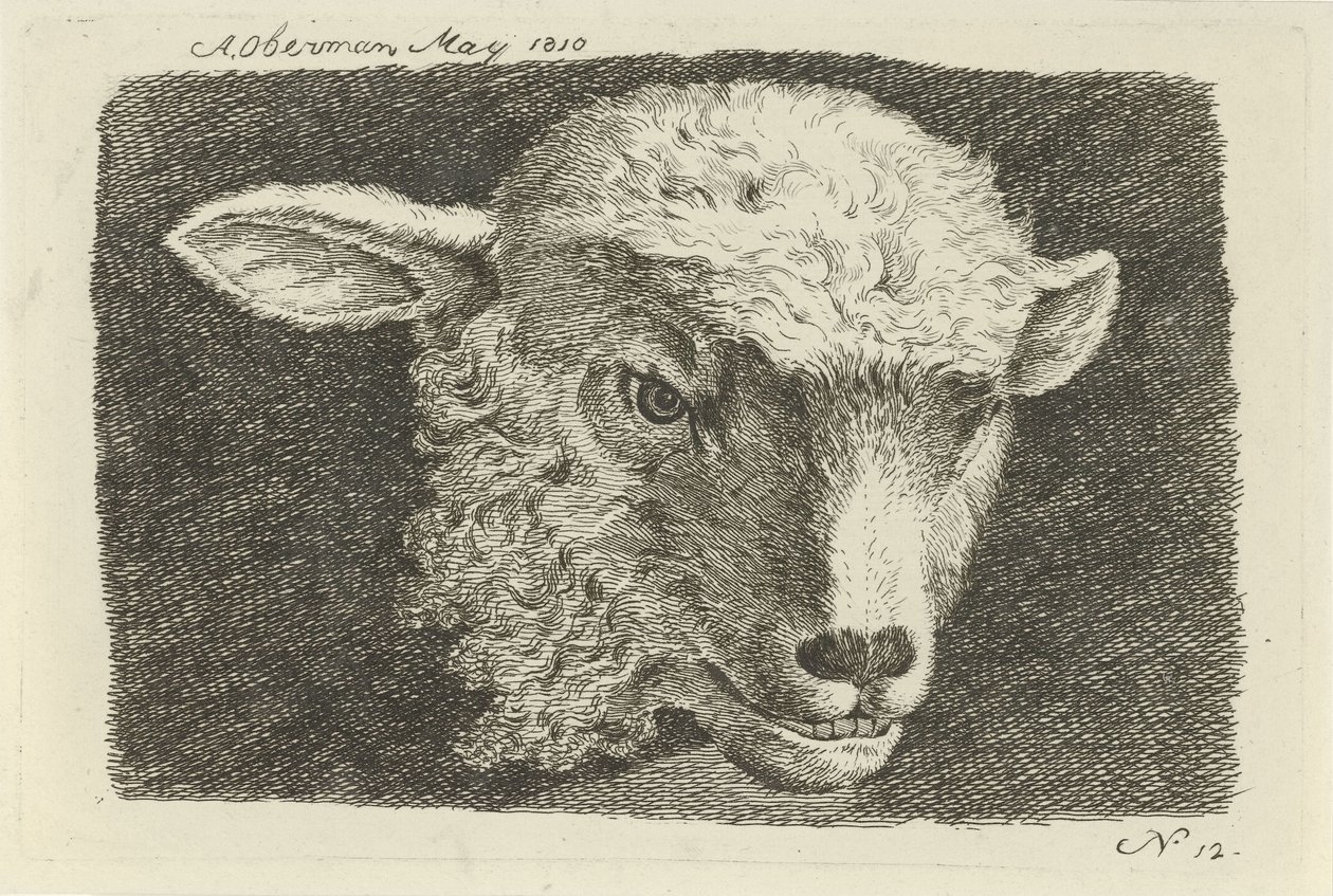 Head of a Lamb (series title: Studies of Cows, Sheep, and Goats) by Anthony Oberman