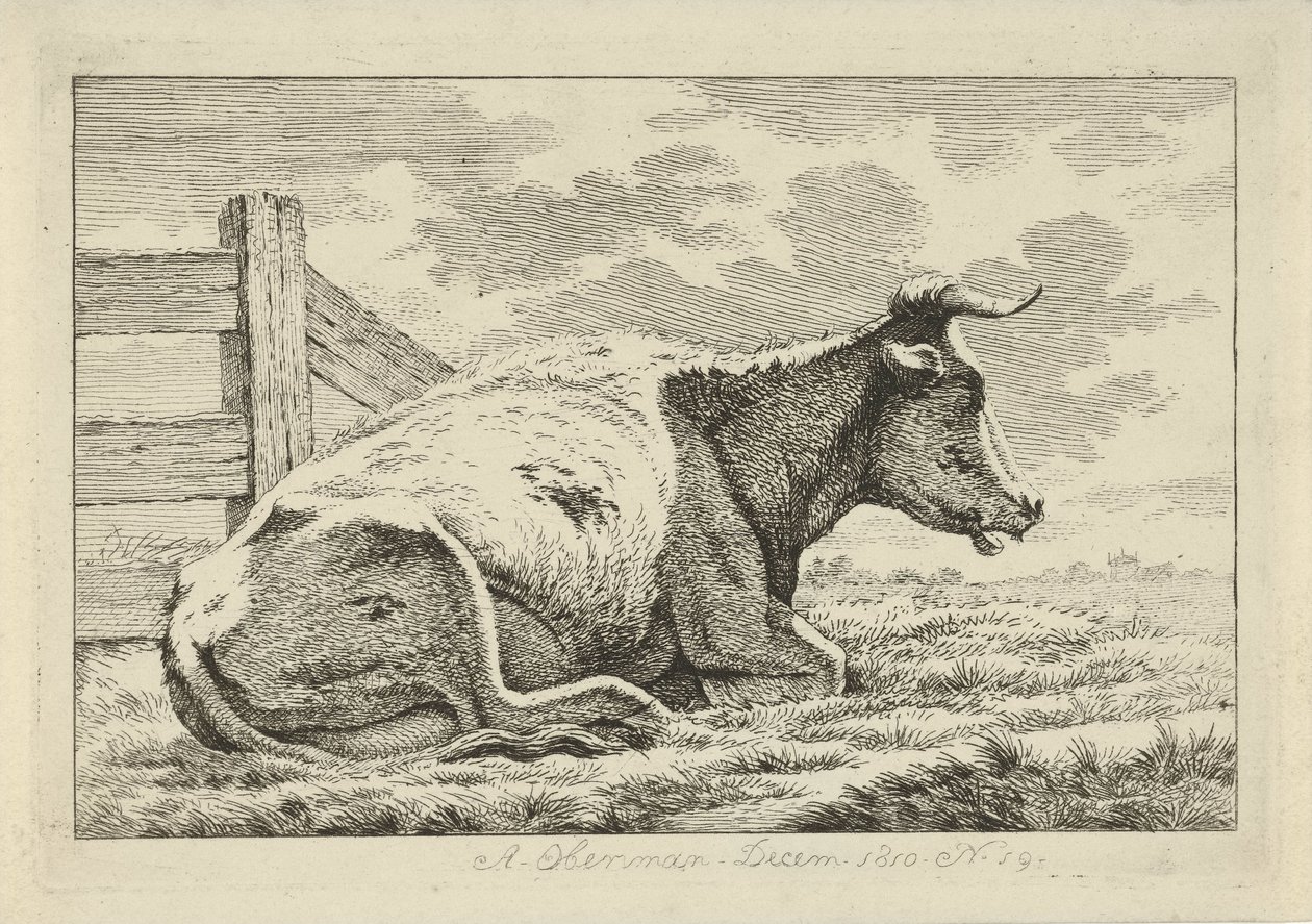 Lying Cow by a Fence (Studies of Cows, Sheep, and Goats series) by Anthony Oberman