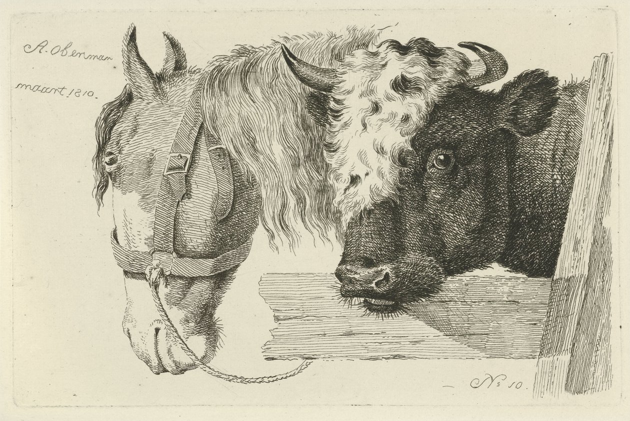 Horse Head and Bull Head Studies of Cows, Sheep, and Goats (series title) by Anthony Oberman