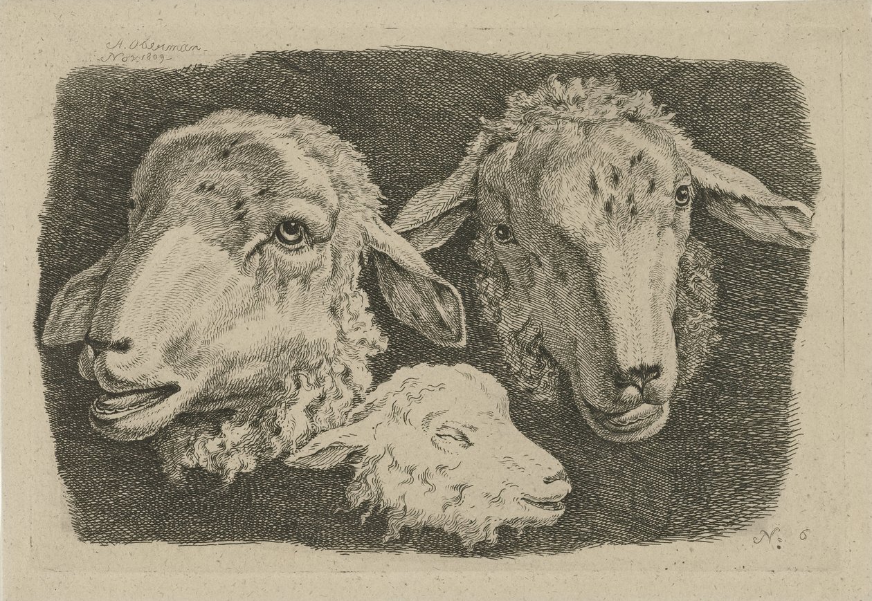Two Sheep Heads and a Lamb Head (Studies of Cows, Sheep, and Goats series) by Anthony Oberman