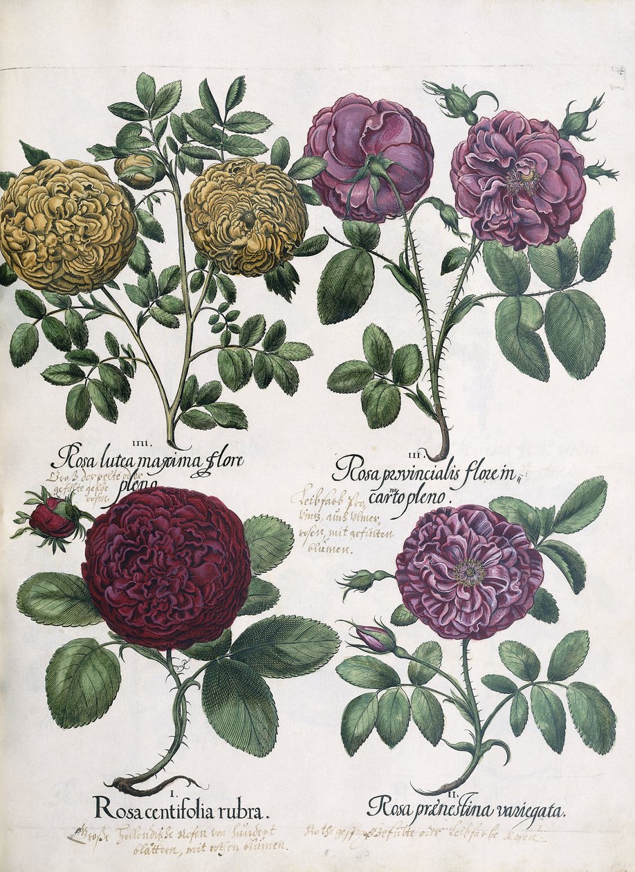 Four Types of Roses by Antoine Pesne