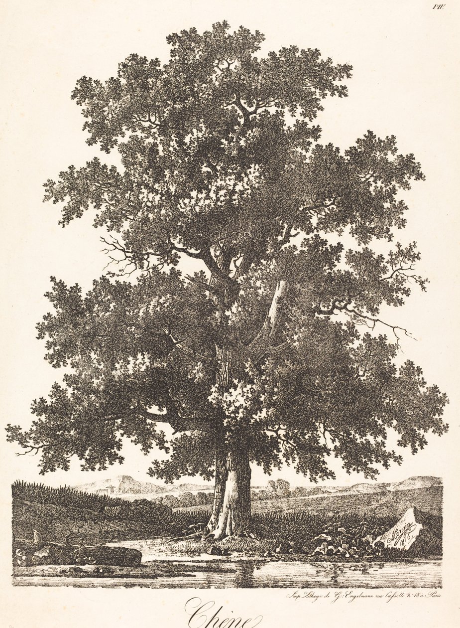 Oak Tree by Antoine Pierre Mongin