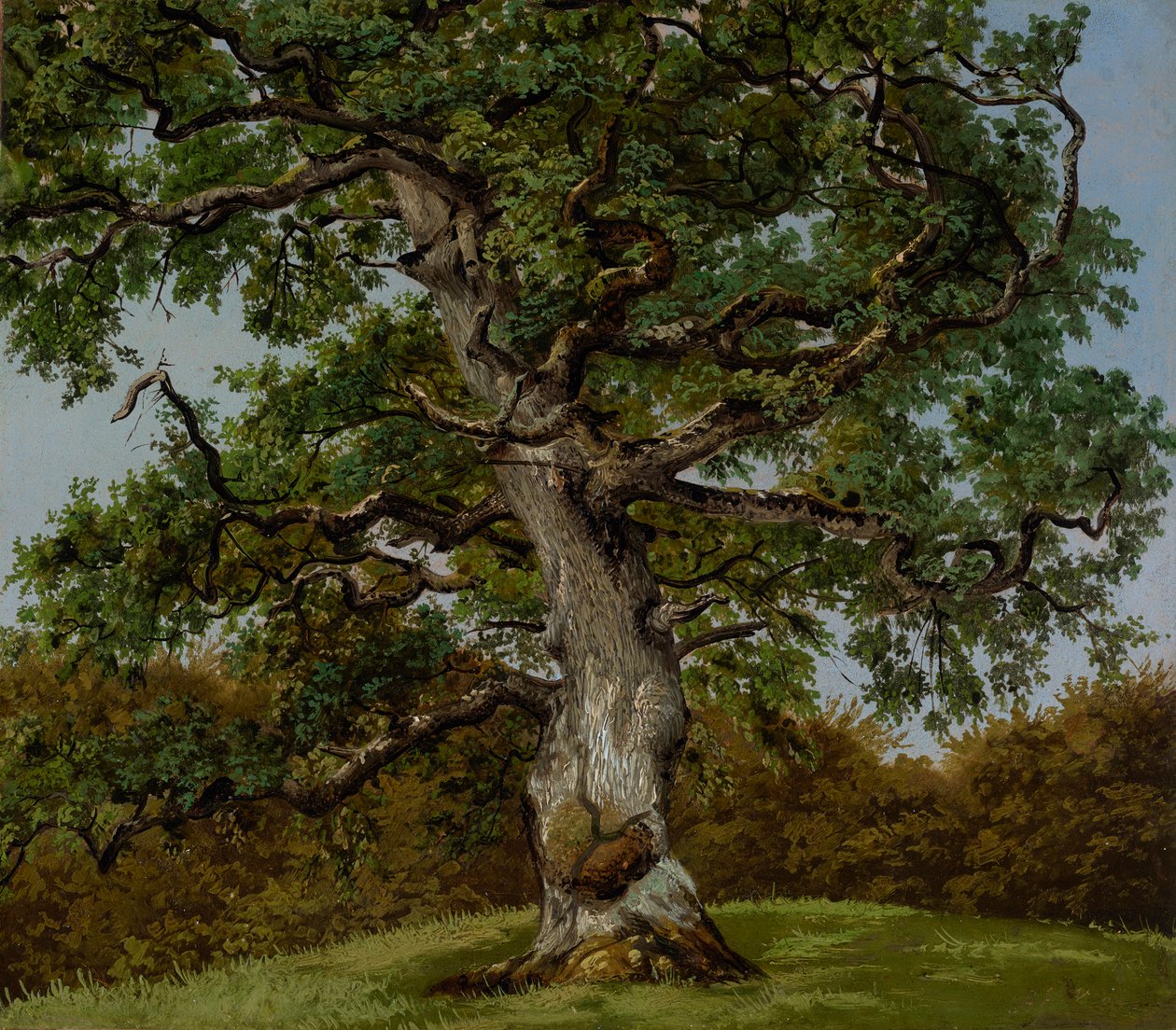 Study of an Ancient Oak Tree by Anton Eduard Kieldrup
