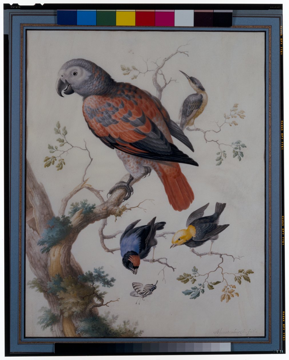 A Red and Grey Parrot with Other Exotic Birds by Anton Henstenburgh