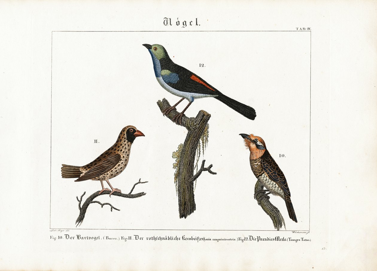 Barbet, Weaver Bird and Paradise Flycatcher by Anton Wachsmann