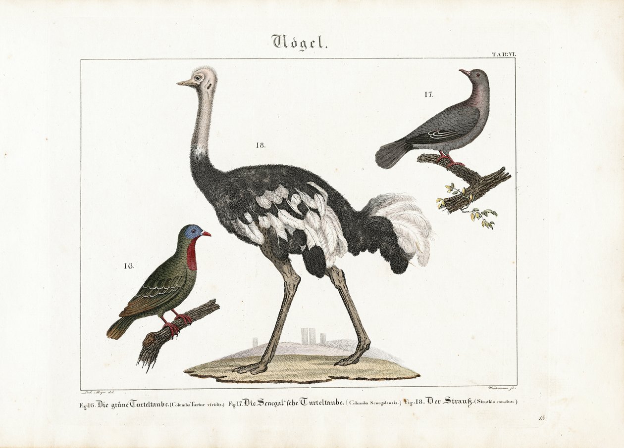 Green Pigeon, Laughing Dove and African Ostrich by Anton Wachsmann