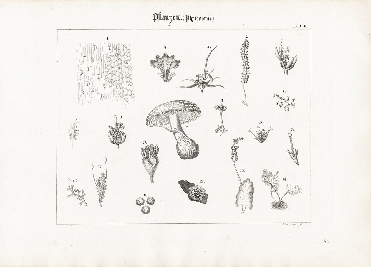 Plant Anatomy and Fungal Forms by Anton Wachsmann