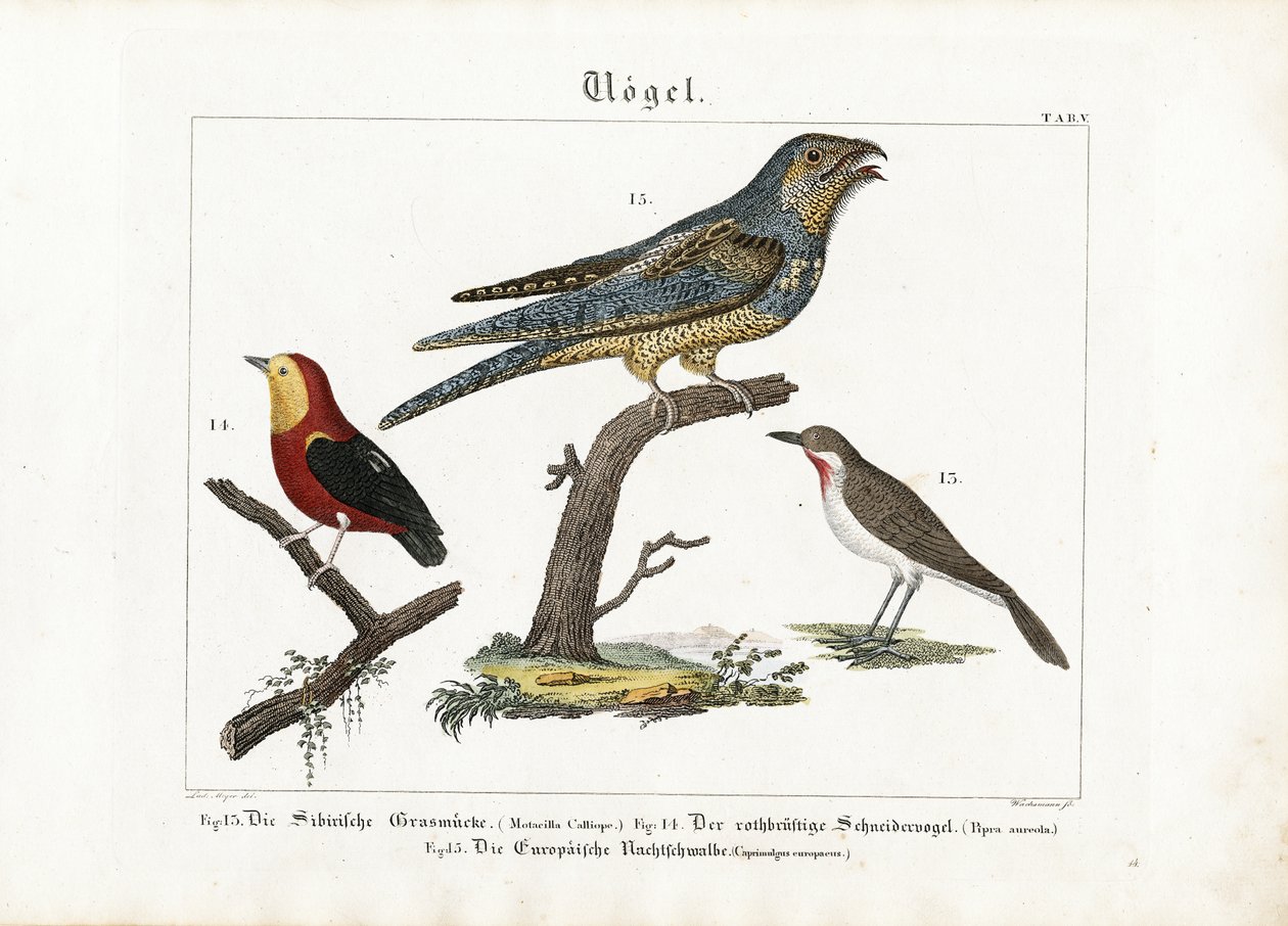 Siberian Rubythroat, Tanager and European Nightjar by Anton Wachsmann
