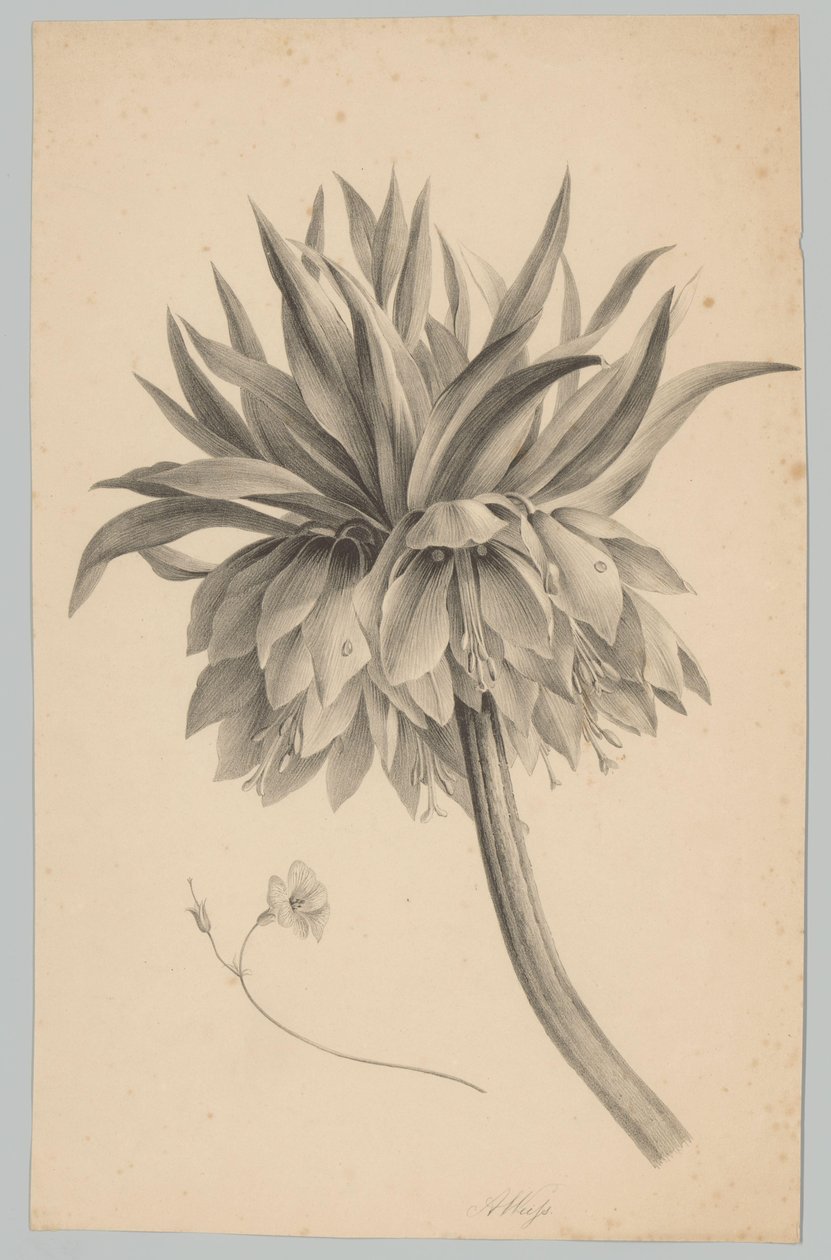 Flower on Stem (Flower and Fruit Studies, 3rd Issue) by Anton Weiss