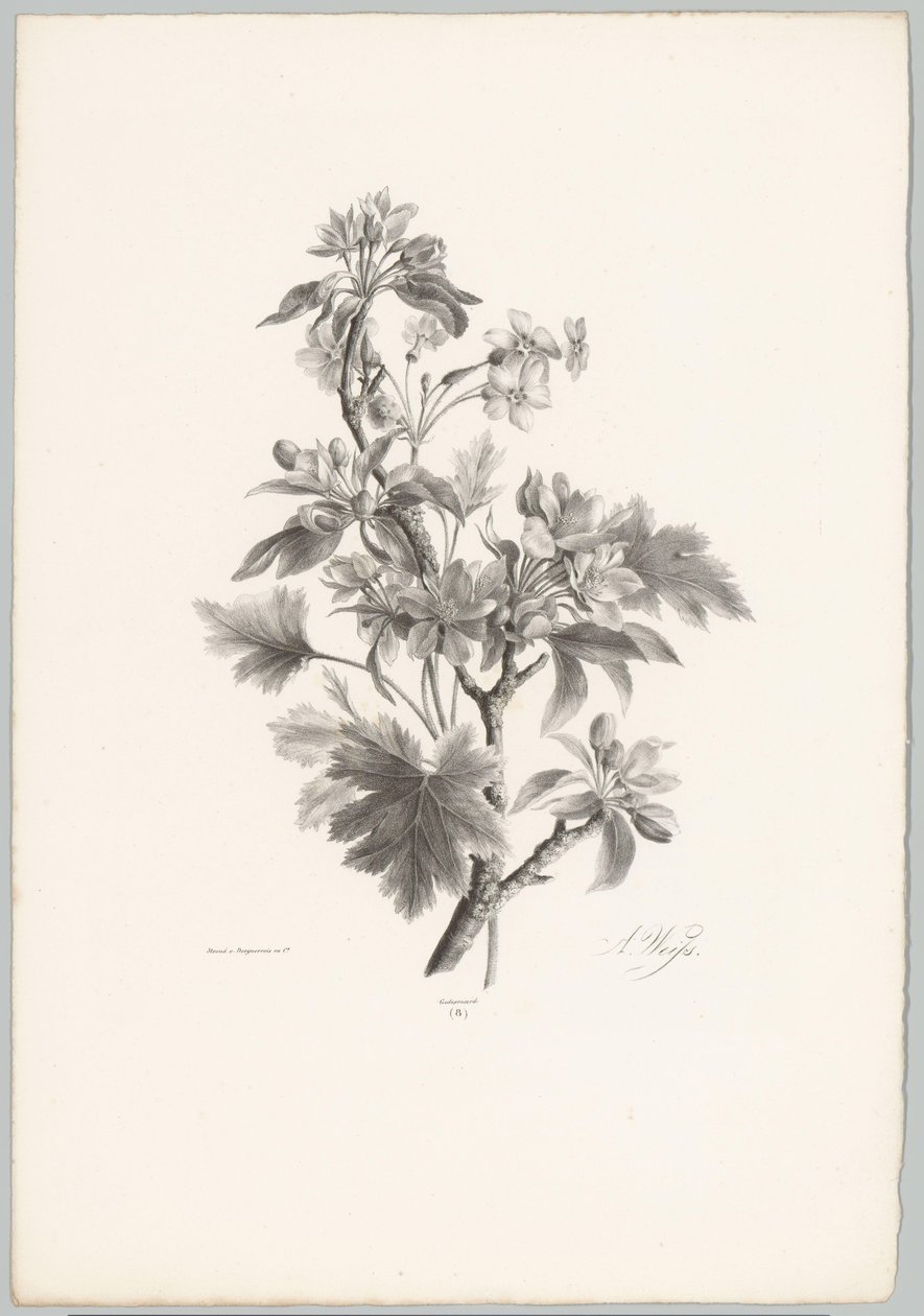 Flowers on a Branch (Flower and Fruit Studies 10th installment series) by Anton Weiss