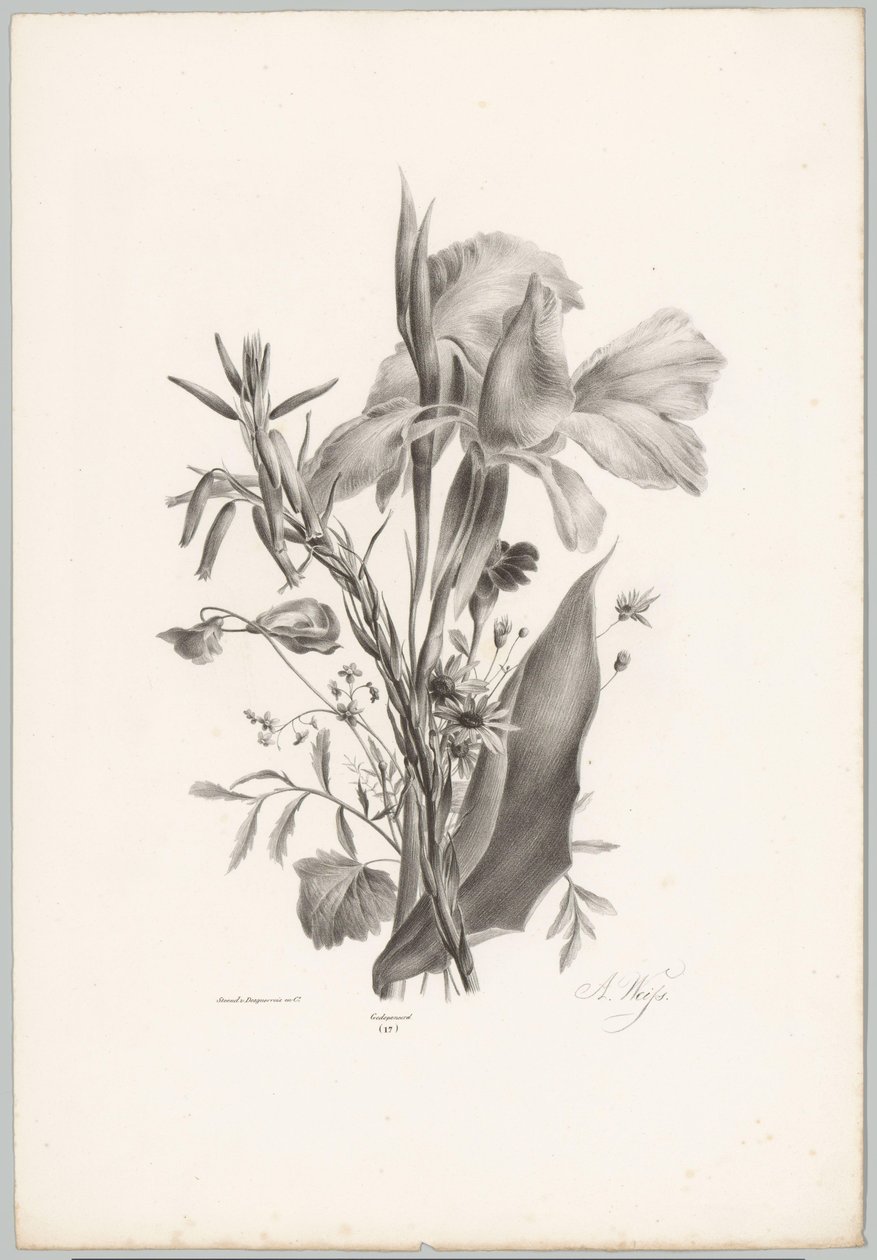 Various Flowers (Flower and Fruit Studies, 10th installment) by Anton Weiss
