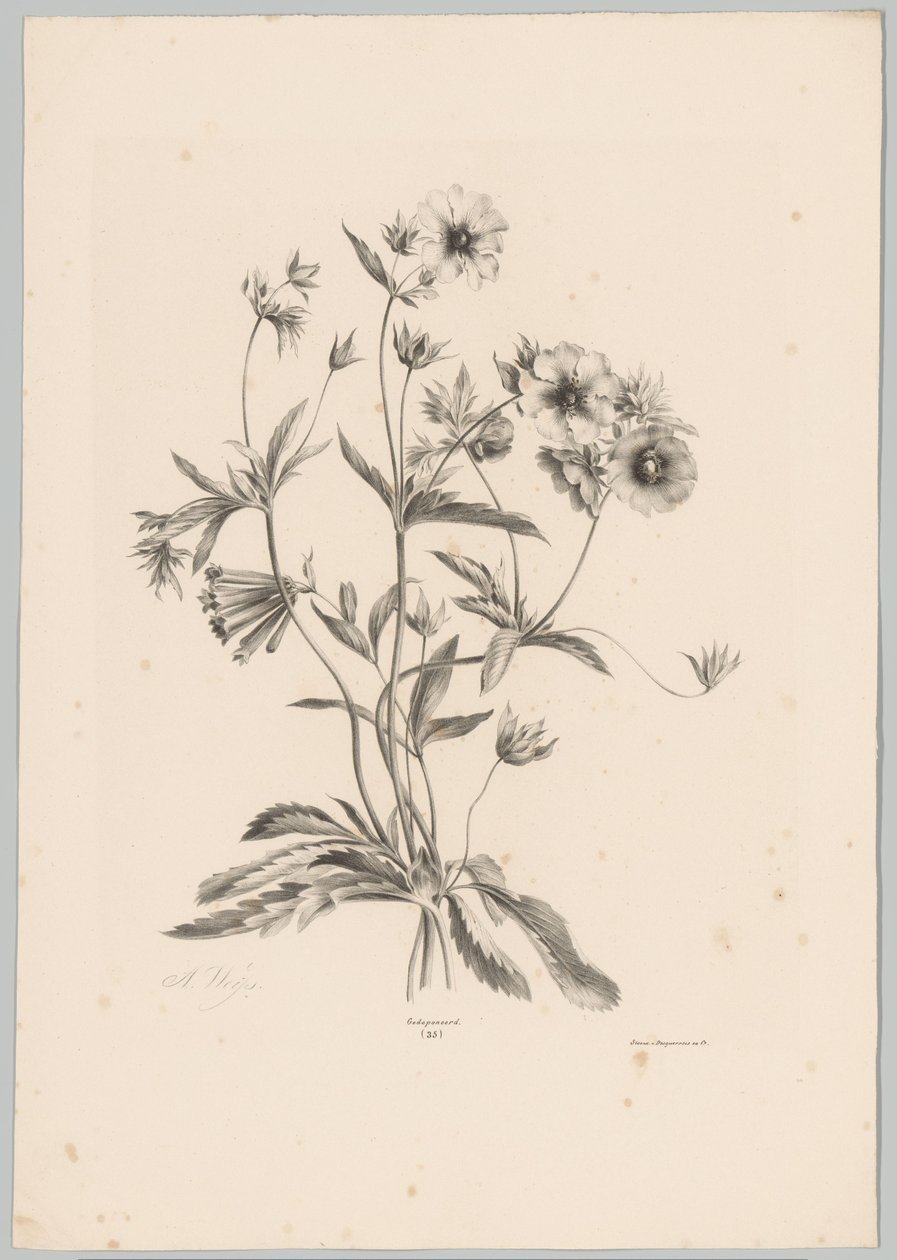 Various Flowers (Flower and Fruit Studies, 10th installment) by Anton Weiss