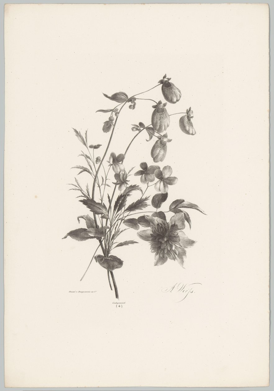 Various Flowers (Flower and Fruit Studies 10th installment series) by Anton Weiss