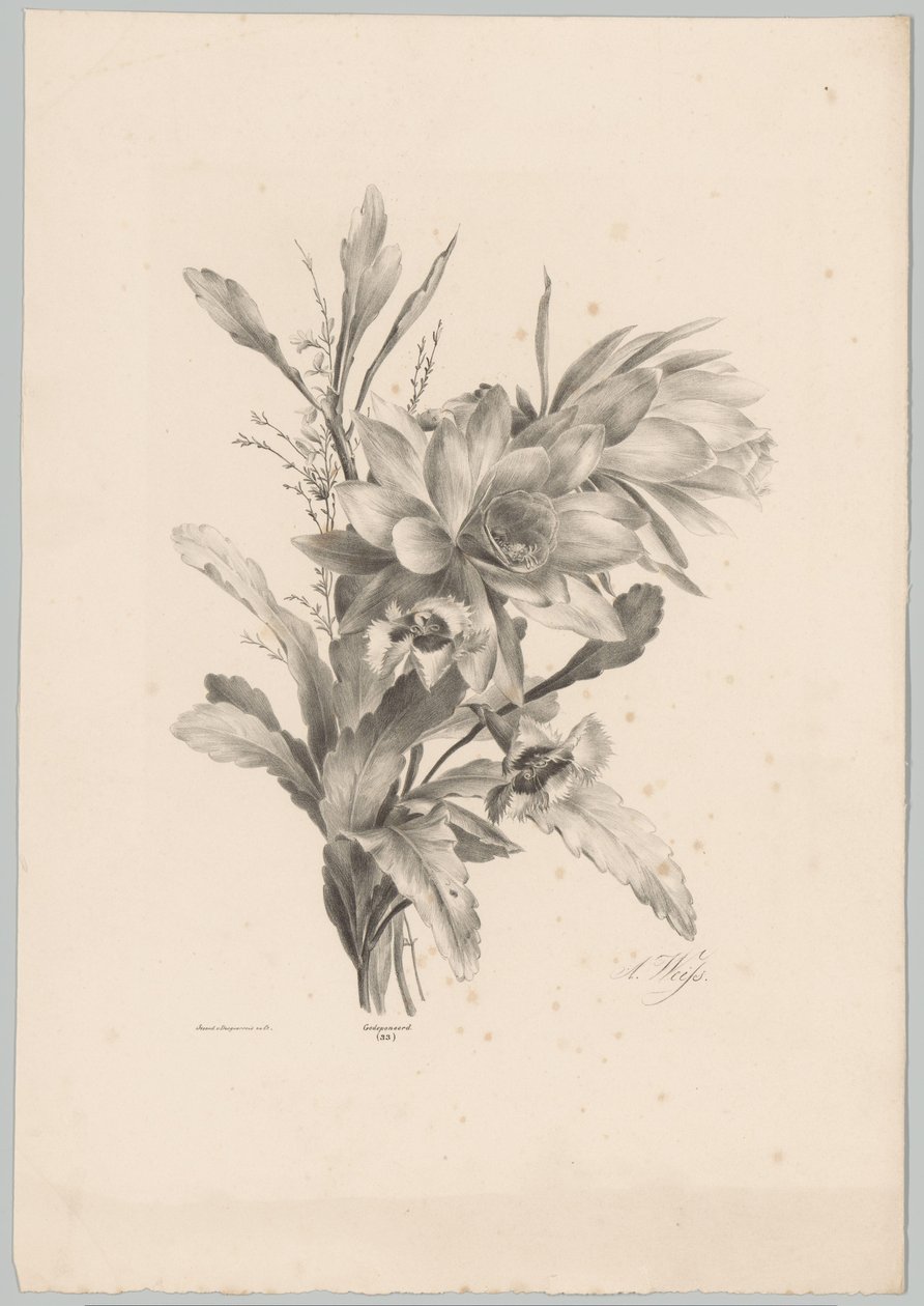 Various Flowers (series title) by Anton Weiss