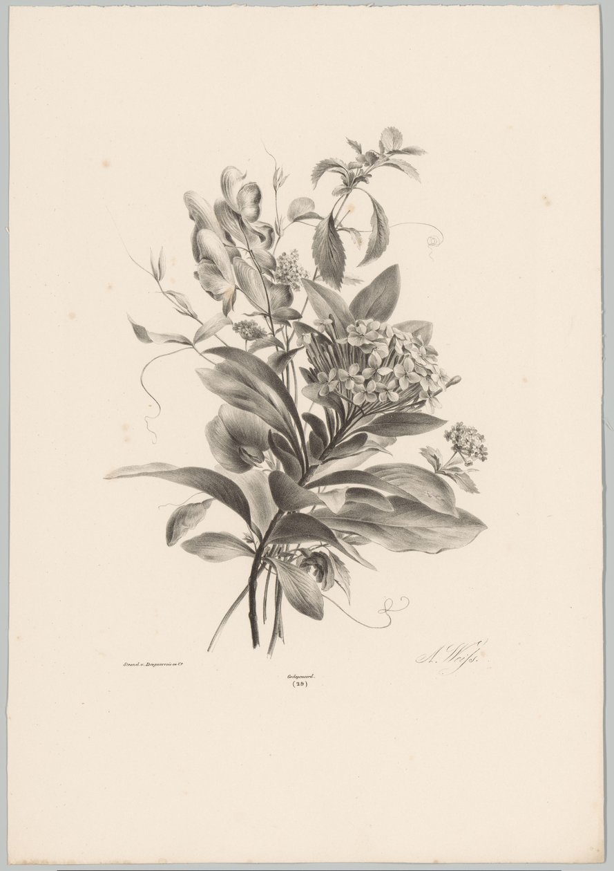 Hydrangeas and Other Flowers (Flower and Fruit Studies, 10th installment) by Anton Weiss