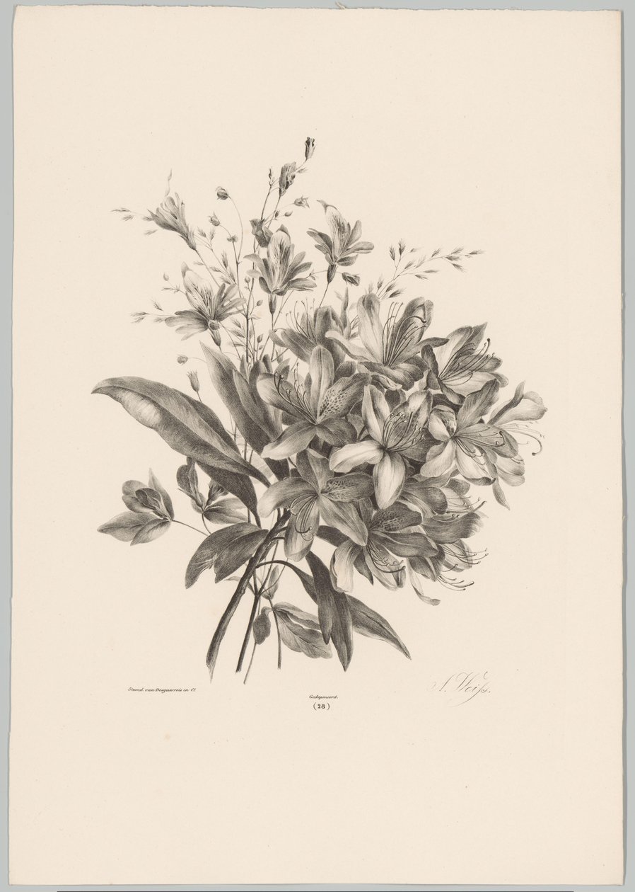 Lilies (Flower and Fruit Studies, 10th installment) by Anton Weiss