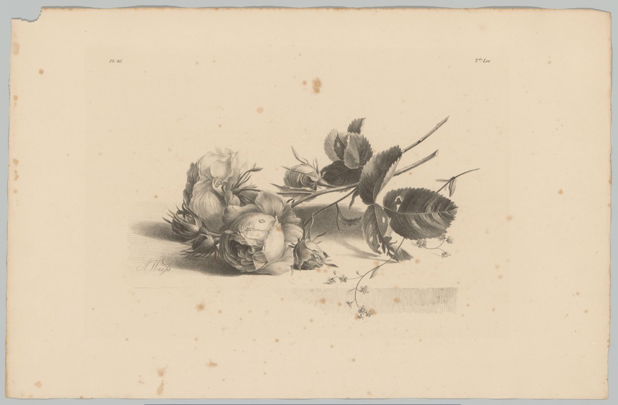 Roses by Anton Weiss