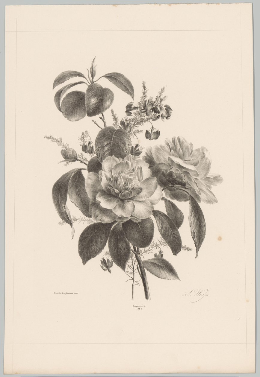 Roses and Other Flowers (Flower and Fruit Studies, 10th installment) by Anton Weiss