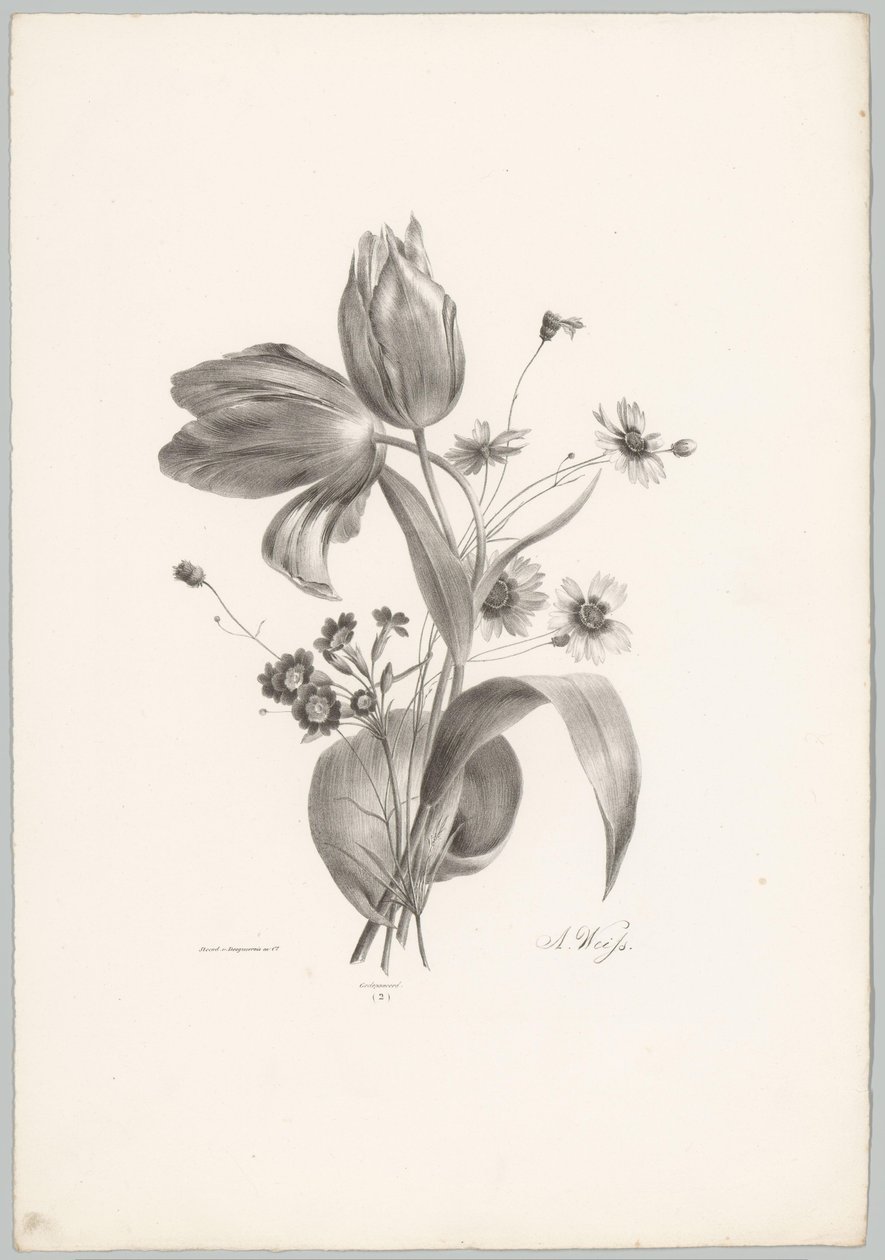 Tulips and Daisies (Flower and Fruit Studies, 10th installment) by Anton Weiss