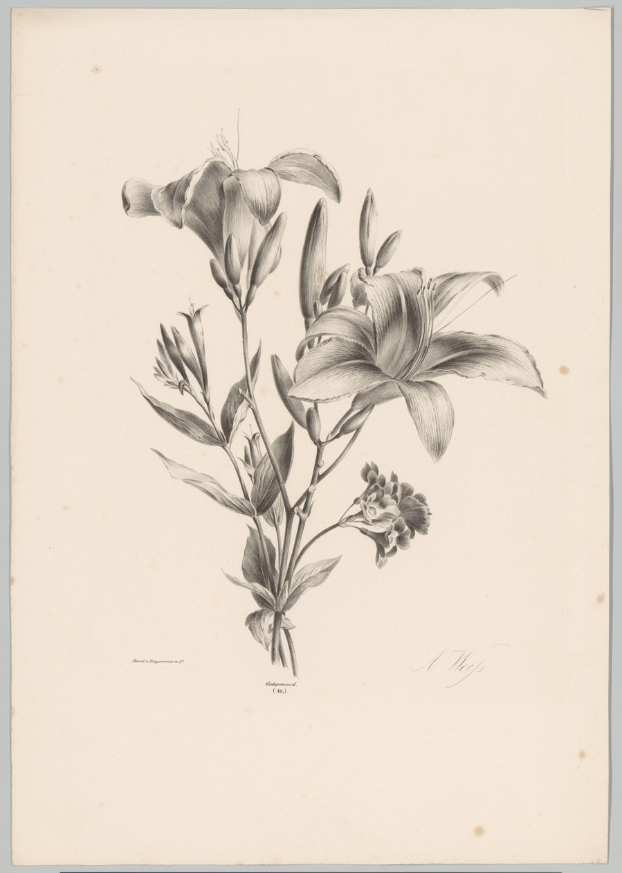 Two Lilies (Flower and Fruit Studies 10th installment series) by Anton Weiss