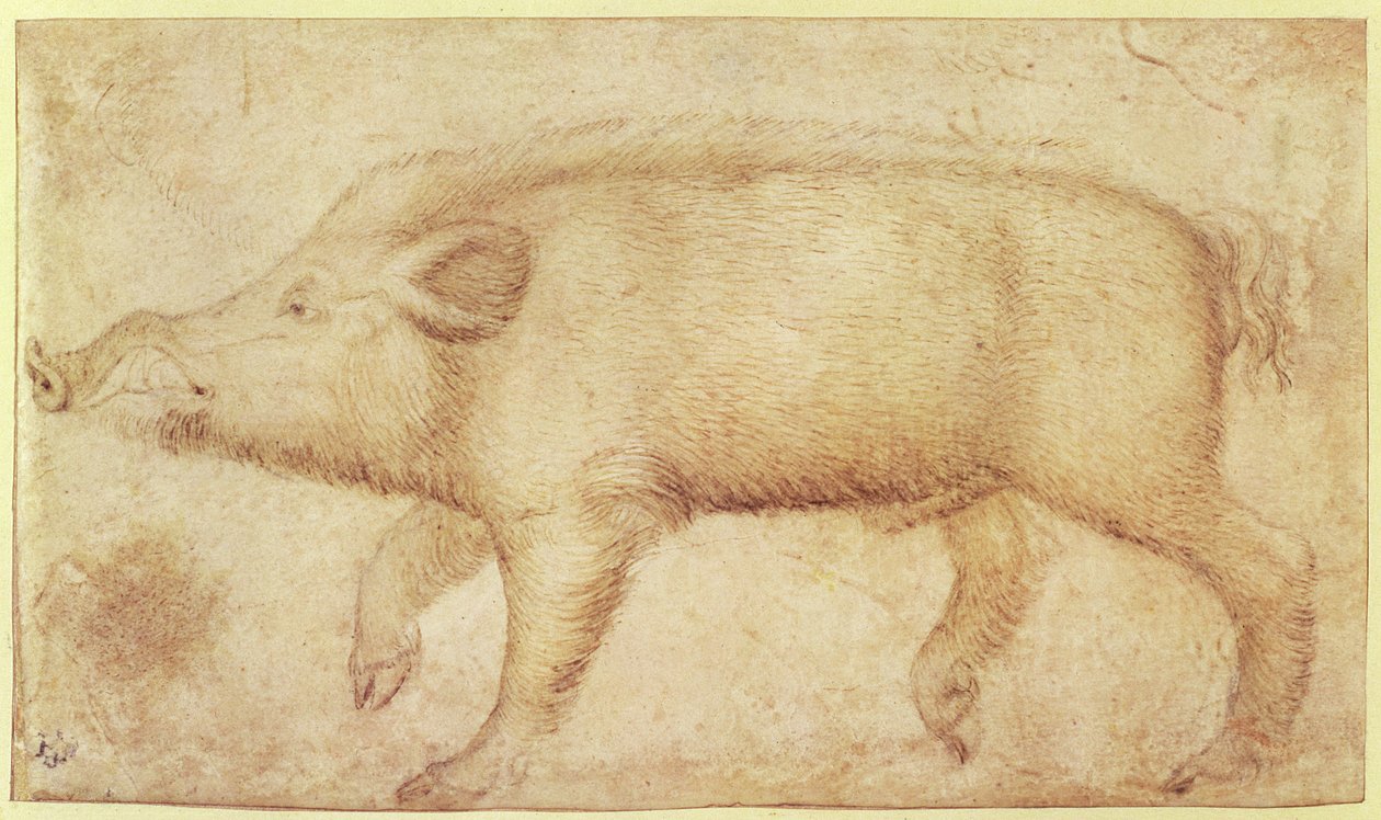 A Wild Boar by Antonio Pisanello