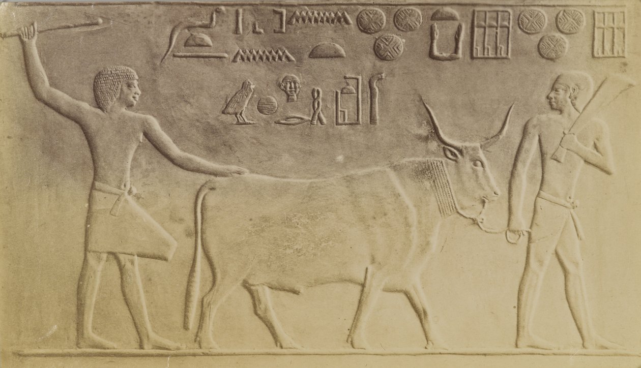 Sacred Bull at Saqqara by Antonio Beato