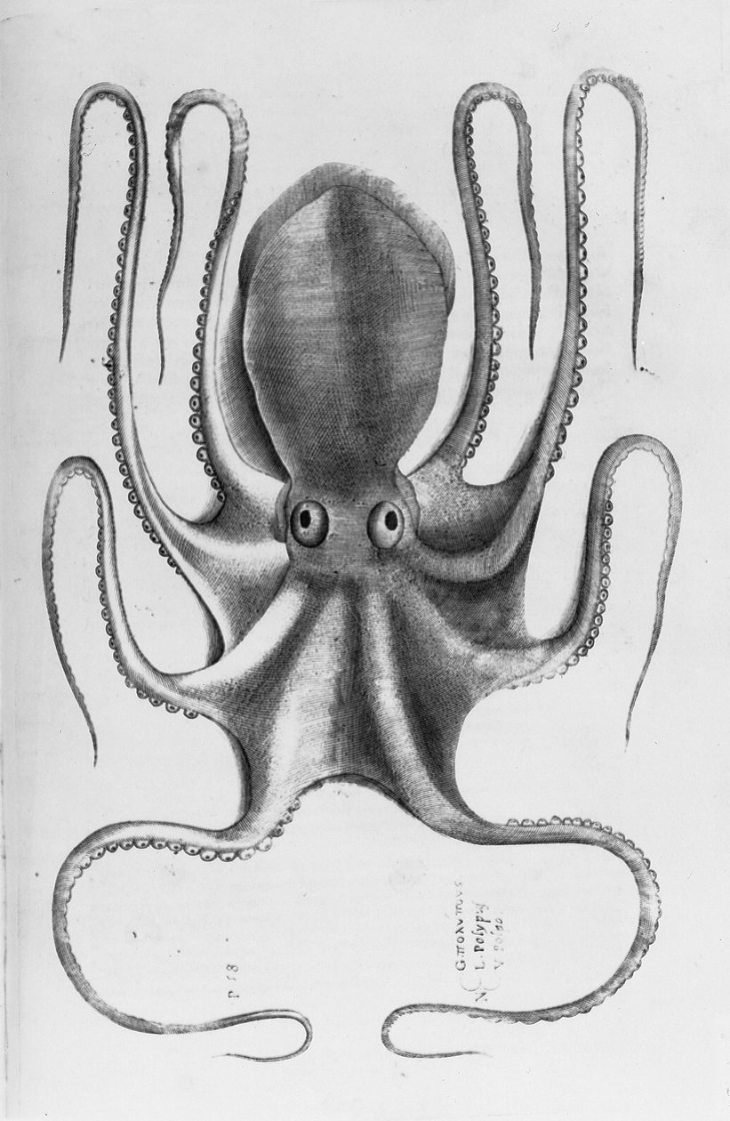 Illustration from Aquatilium animalium historiae, liber primus by Ippolito Salviani, 1554 by Antonio Lafreri