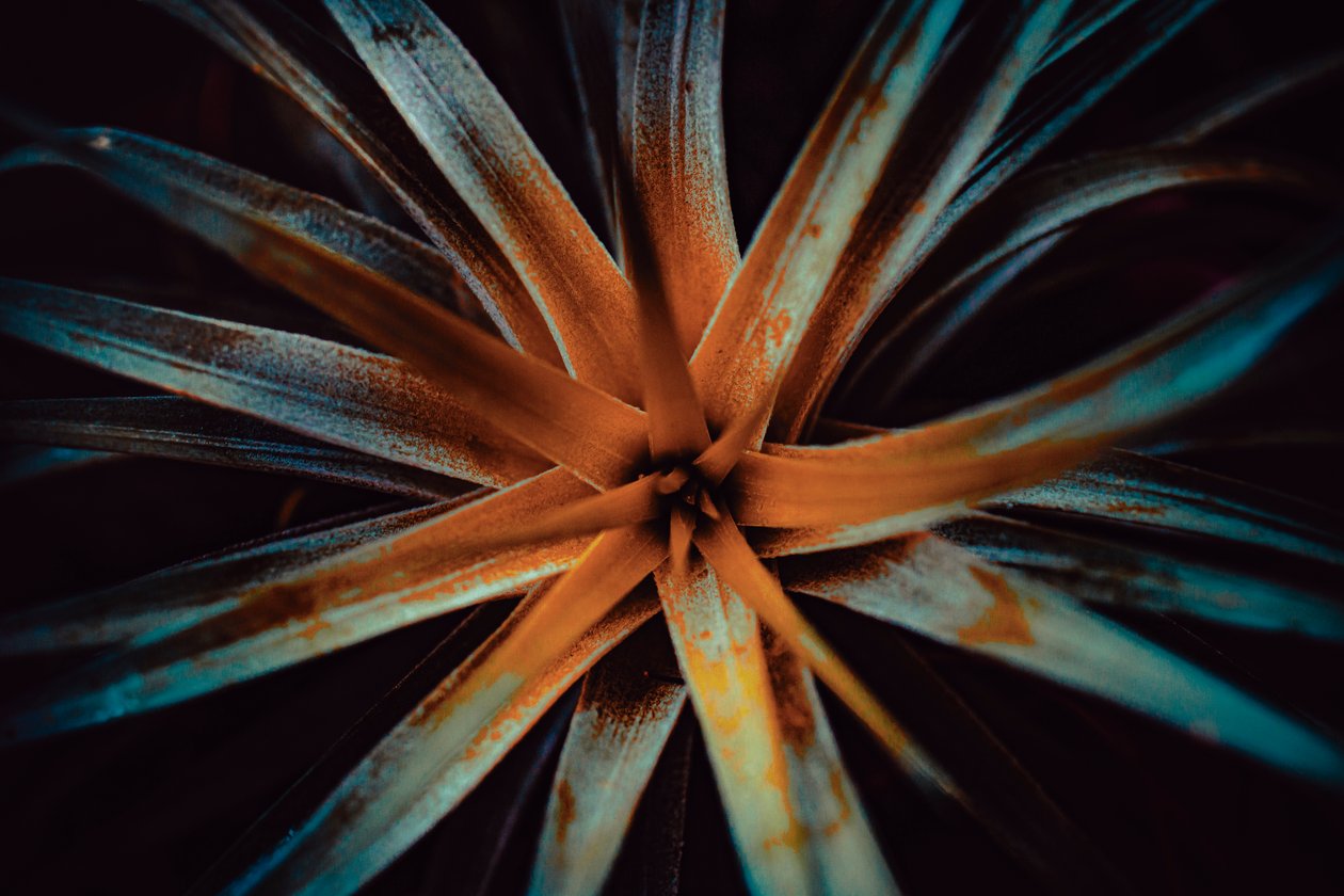 Bromelioideae, 2015 by Antonio Schubert
